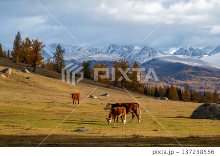 Cows grazing on autumn pasture with snow capped mountains and larch trees in golden light Cows grazing on autumn pasture with snow capped mountains and larch trees in golden light 137238586