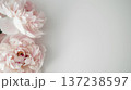 light pink peony against a white background, with delicate flowers and light tones. the upper left corner of the frame features white space, and a white wall provides a backdrop 137238597