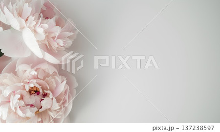 light pink peony against a white background, with delicate flowers and light tones. the upper left corner of the frame features white space, and a white wall provides a backdrop 137238597