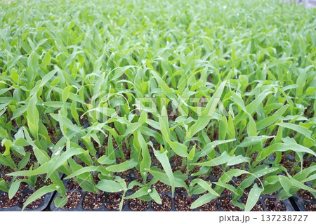 プレミアム味来85 　播種後20日 137238727