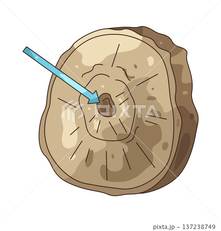 Illustration of tree ring 137238749