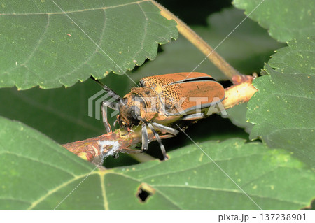 桑の枝を食事中のクワカミキリ 137238901