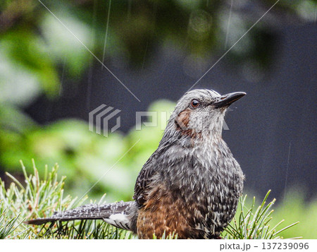 庭の来訪者　ヒヨドリのポートレート 137239096