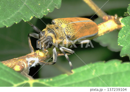 桑の枝を食事中のクワカミキリ 137239104