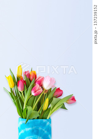 Colorful Tulip Bouquet In Blue Textile Gift Bag On Soft Pastel Background 137239152