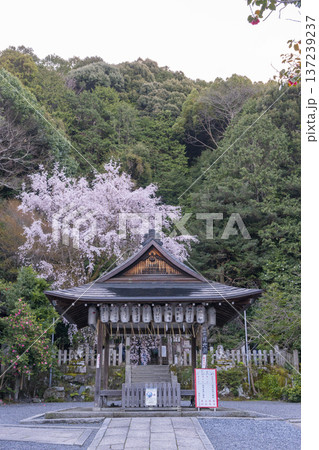 大豊神社　拝殿　満開の枝垂れ桜と枝垂れ紅梅 137239237