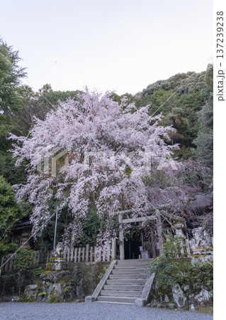 大豊神社　本殿　満開の枝垂れ桜と枝垂れ紅梅 137239238