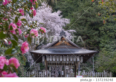 大豊神社　本殿　満開の枝垂れ桜と枝垂れ紅梅と椿 137239248