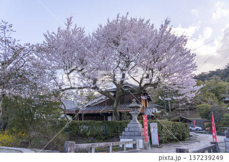大豊神社へ続く下桜谷橋上の桜 大豊神社へ続く下桜谷橋上の桜 137239249