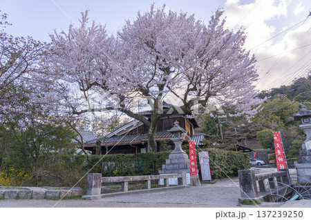 大豊神社へ続く下桜谷橋上の桜 137239250