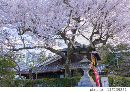 大豊神社へ続く下桜谷橋上の桜 137239251