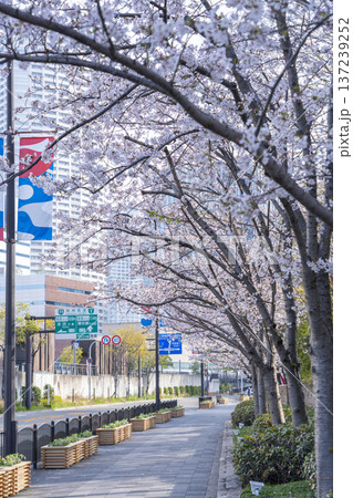 大阪　中之島通りの桜 137239252