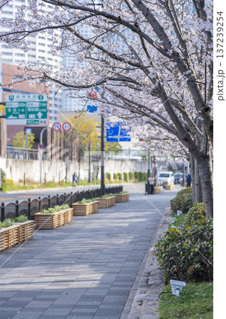 大阪 中之島通りの桜 大阪 中之島通りの桜 137239254