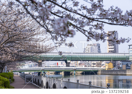 中之島遊歩道 満開の桜並木 中之島遊歩道 満開の桜並木 137239258
