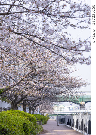 中之島遊歩道 満開の桜並木 中之島遊歩道 満開の桜並木 137239259