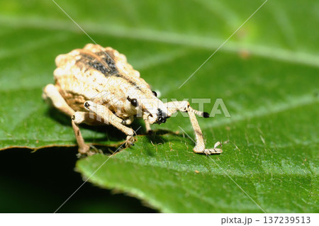 ヒメシロコブゾウムシ 137239513