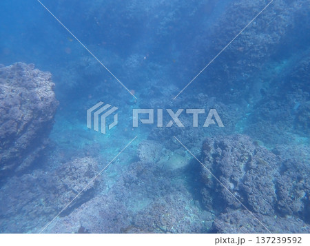 水中風景 水中風景 137239592