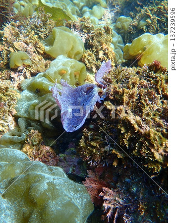 水中の色 137239596