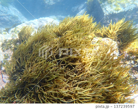 ヒジキ茂る 137239597