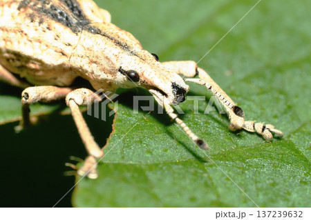 ヒメシロコブゾウムシ 137239632