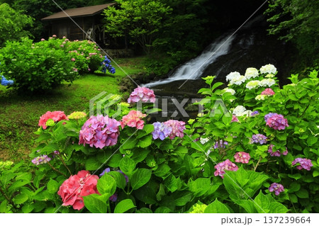 紫陽花のある風景 紫陽花のある風景 137239664