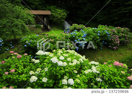 紫陽花のある風景 紫陽花のある風景 137239686