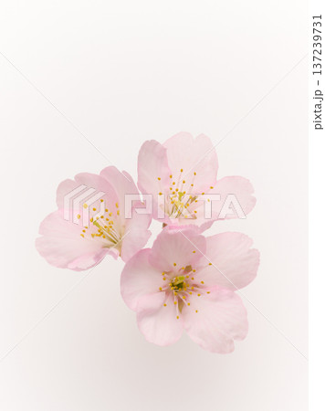 白バックに美しい桜の花 白バックに美しい桜の花 137239731