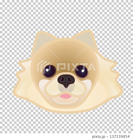 博美犬臉部插圖 博美犬臉部插圖 137239854