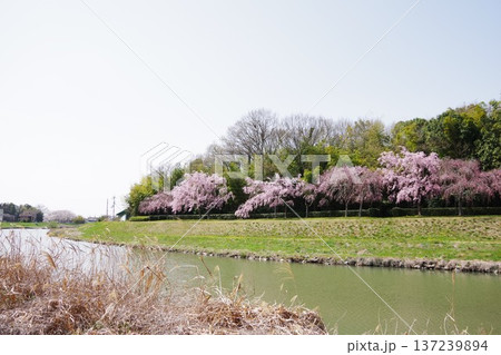 兵庫県加東市　千鳥川桜堤公園 137239894