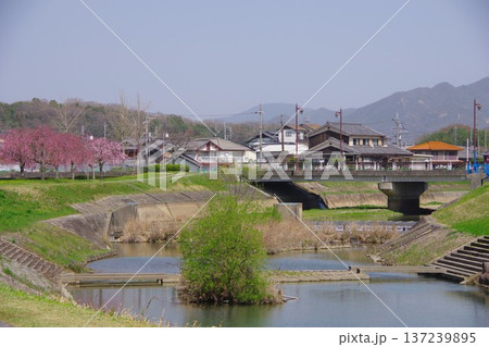 兵庫県加東市　千鳥川桜堤公園 137239895