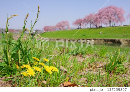 兵庫県加東市 千鳥川桜堤公園 兵庫県加東市 千鳥川桜堤公園 137239897