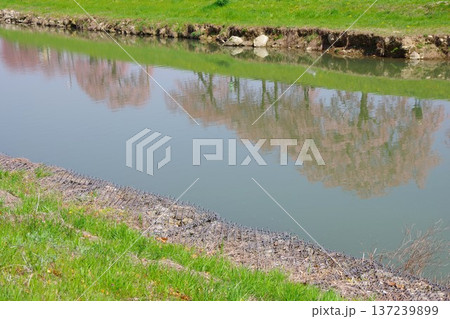 兵庫県加東市 千鳥川桜堤公園 千鳥川に反射した紅八重枝垂れ桜 兵庫県加東市 千鳥川桜堤公園 千鳥川に反射した紅八重枝垂れ桜 137239899