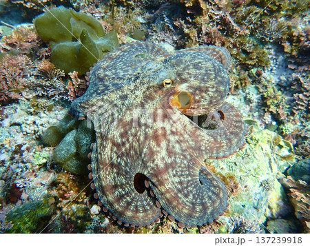 octopus octopus 137239918