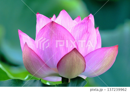 大賀ハスの花 大賀ハスの花 137239962