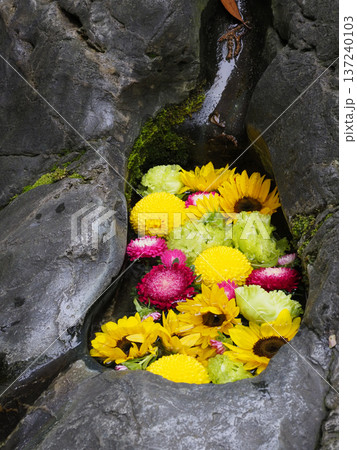 富岡八幡宮の花手水・江東区 富岡八幡宮の花手水・江東区 137240103