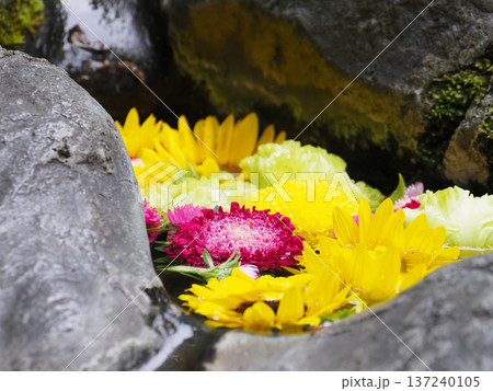 富岡八幡宮の花手水・江東区 富岡八幡宮の花手水・江東区 137240105