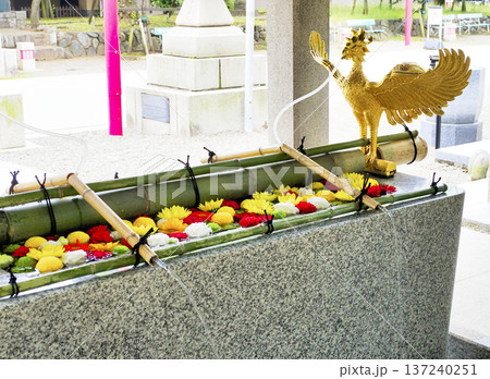 富岡八幡宮の花手水・江東区 富岡八幡宮の花手水・江東区 137240251