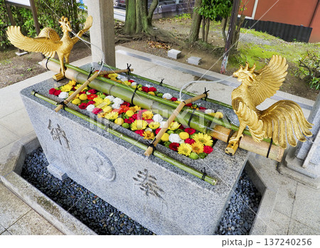 富岡八幡宮の花手水・江東区 137240256