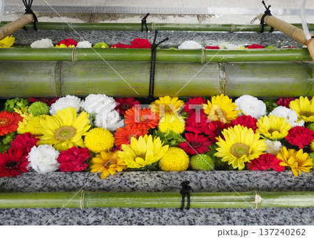 富岡八幡宮の花手水・江東区 137240262