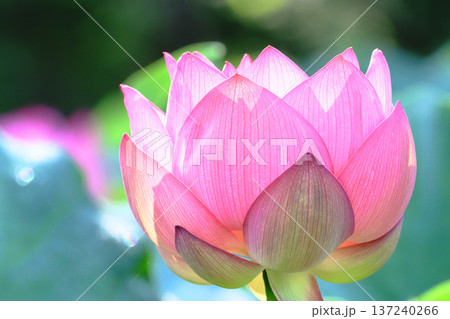 大賀ハスの花 137240266