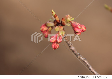少しづつ大きくなる河津桜の花芽 137240376