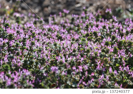 群生して咲いているホトケノザ 137240377