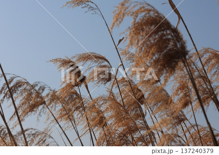 風にそよぐ芦の枯れ尾花 137240379