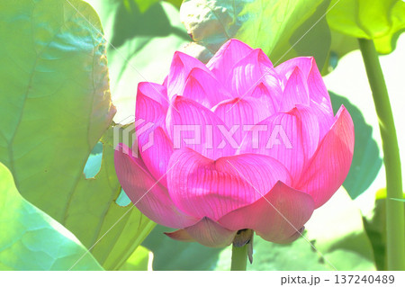 大賀ハスの花 大賀ハスの花 137240489