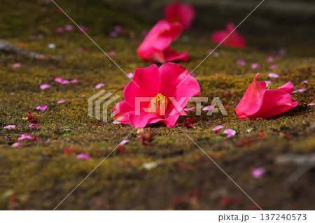 苔の上に散った梅の花びらと落ち椿 苔の上に散った梅の花びらと落ち椿 137240573