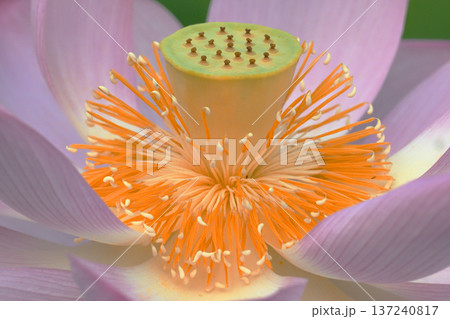 大賀ハスの花(花托・雌しべ・雄しべ) 大賀ハスの花(花托・雌しべ・雄しべ) 137240817