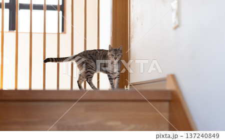 家の中を歩く猫　サバトラ猫 137240849