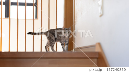 家の中を歩く猫　サバトラ猫 137240850