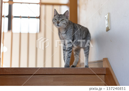 家の中を歩く猫 サバトラ猫 家の中を歩く猫 サバトラ猫 137240851