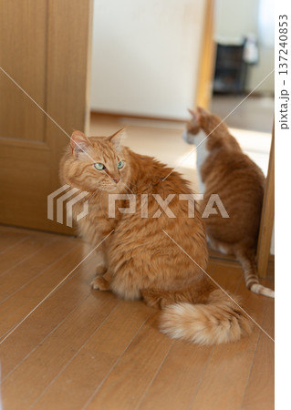座って見つめる二匹の猫 座って見つめる二匹の猫 137240853